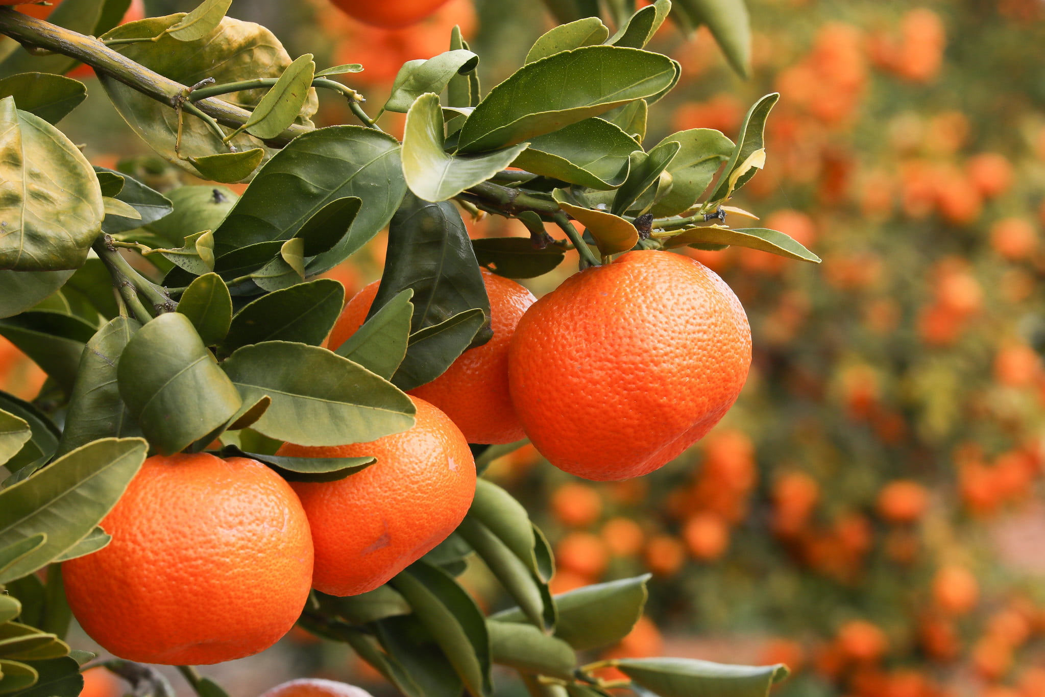 Citrus Australia