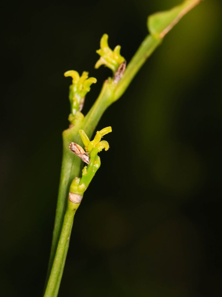 Adult Asiatic citrus psyllid and eggs on shoots. Attribution: Patiparn46, Dreamstime.com
