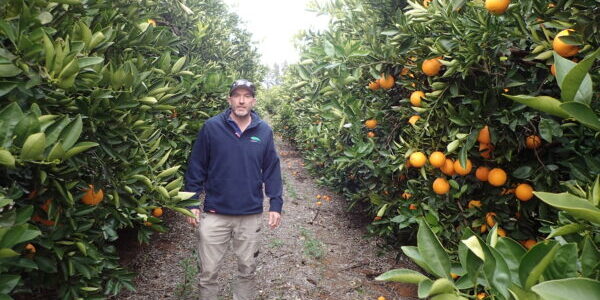 Mathew Cottrell among high-density planted Late Lane Navel trees on Citrange rootstock. The narrow spacing requires annual hedging that reduces the yield capacity for the mature trees