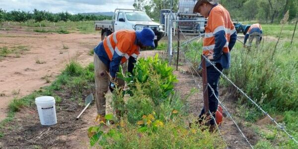 Around 300 native trees have been planted on Janus Boonzaaier’s orchard in Dimbulah.